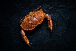 Krab op donkere ondergrond.